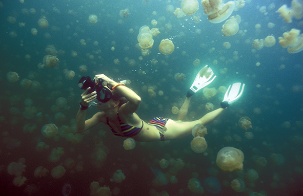 jellyfish-lake